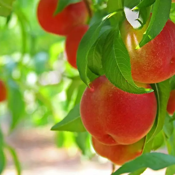 Fast Growing Trees Peach Trees Contender Peach Tree 3 Fast Growing Trees Peach Trees Contender Peach Tree
