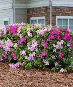 Fast Growing Trees Azalea Shrubs Conversation Piece Azalea