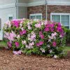 Fast Growing Trees Azalea Shrubs Conversation Piece Azalea 1 Fast Growing Trees Azalea Shrubs Conversation Piece Azalea