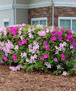 Fast Growing Trees Azalea Shrubs Conversation Piece Azalea