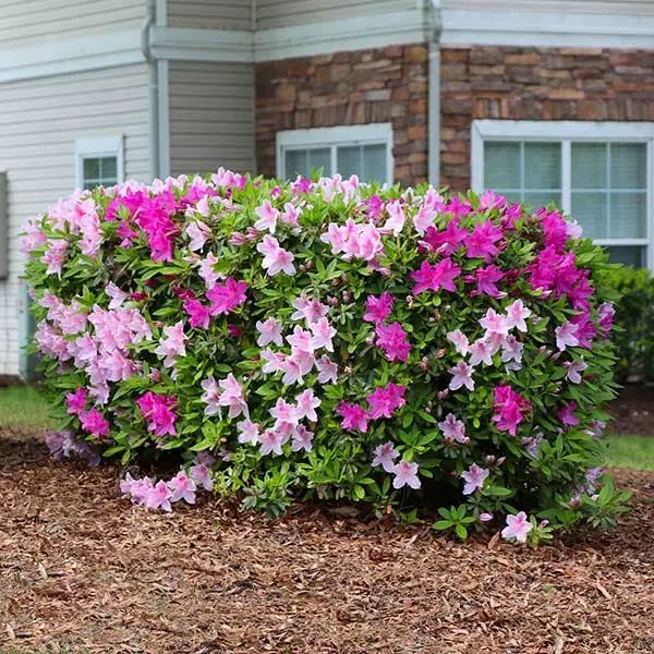 Fast Growing Trees Azalea Shrubs Conversation Piece Azalea 3 Fast Growing Trees Azalea Shrubs Conversation Piece Azalea