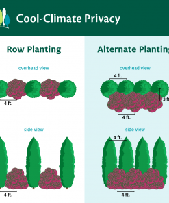 Fast Growing Trees Cool-Climate Privacy Kit 11 Fast Growing Trees Cool-Climate Privacy Kit