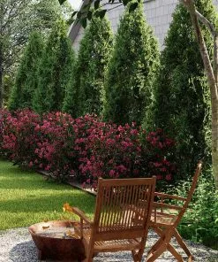 Fast Growing Trees Cool-Climate Privacy Kit