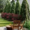 Fast Growing Trees Cool-Climate Privacy Kit 1 Fast Growing Trees Cool-Climate Privacy Kit