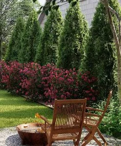 Fast Growing Trees Cool-Climate Privacy Kit