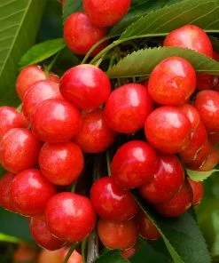 Fast Growing Trees Coral Champagne Cherry Tree Cherry Trees