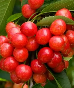 Fast Growing Trees Coral Champagne Cherry Tree Cherry Trees