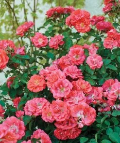 Fast Growing Trees Coral Drift® Rose See All Shrubs & Hedges