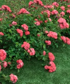 Fast Growing Trees Coral Drift® Rose See All Shrubs & Hedges 7 Fast Growing Trees Coral Drift® Rose See All Shrubs & Hedges