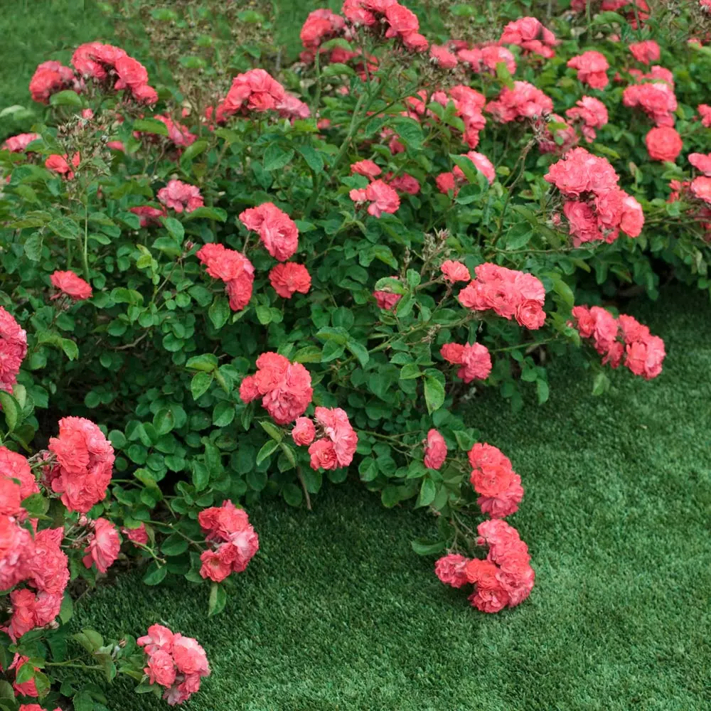 Fast Growing Trees Coral Drift® Rose See All Shrubs & Hedges 5 Fast Growing Trees Coral Drift® Rose See All Shrubs & Hedges