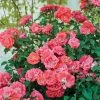 Fast Growing Trees Coral Drift® Rose See All Shrubs & Hedges 1 Fast Growing Trees Coral Drift® Rose See All Shrubs & Hedges
