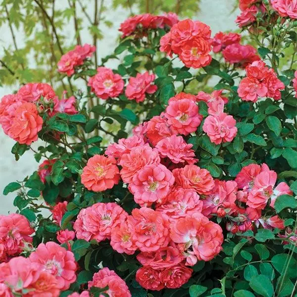 Fast Growing Trees Coral Drift® Rose See All Shrubs & Hedges 3 Fast Growing Trees Coral Drift® Rose See All Shrubs & Hedges