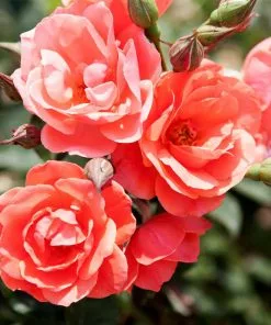 Fast Growing Trees Coral Knock Out® Rose Shrub