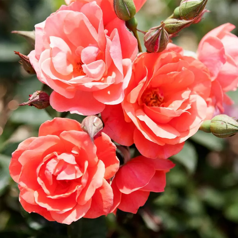 Fast Growing Trees Coral Knock Out® Rose Shrub 4 Fast Growing Trees Coral Knock Out® Rose Shrub