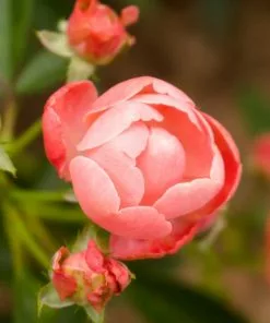 Fast Growing Trees Coral Knock Out® Rose Shrub 7 Fast Growing Trees Coral Knock Out® Rose Shrub