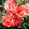Fast Growing Trees Coral Knock Out® Rose Shrub