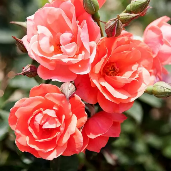 Fast Growing Trees Coral Knock Out® Rose Shrub 3 Fast Growing Trees Coral Knock Out® Rose Shrub