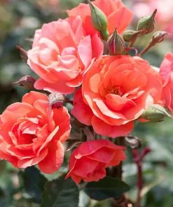 Fast Growing Trees Coral Knock Out® Rose Tree 7 Fast Growing Trees Coral Knock Out® Rose Tree