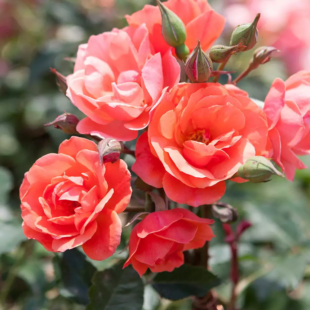Fast Growing Trees Coral Knock Out® Rose Tree 5 Fast Growing Trees Coral Knock Out® Rose Tree
