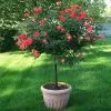 Fast Growing Trees Coral Knock Out® Rose Tree 1 Fast Growing Trees Coral Knock Out® Rose Tree