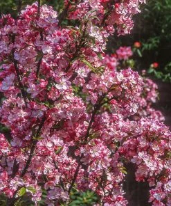 Fast Growing Trees Coralburst® Crabapple Crabapple Trees 7 Fast Growing Trees Coralburst® Crabapple Crabapple Trees
