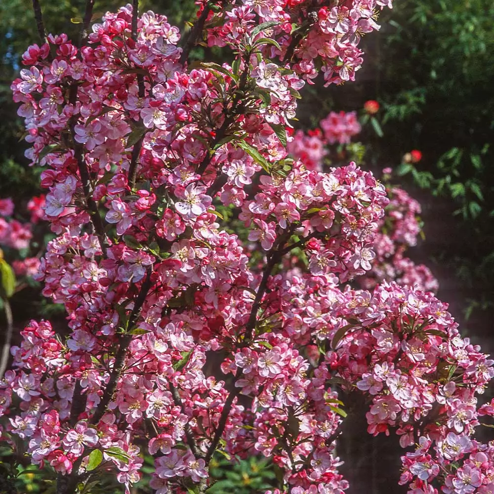 Fast Growing Trees Coralburst® Crabapple Crabapple Trees 5 Fast Growing Trees Coralburst® Crabapple Crabapple Trees