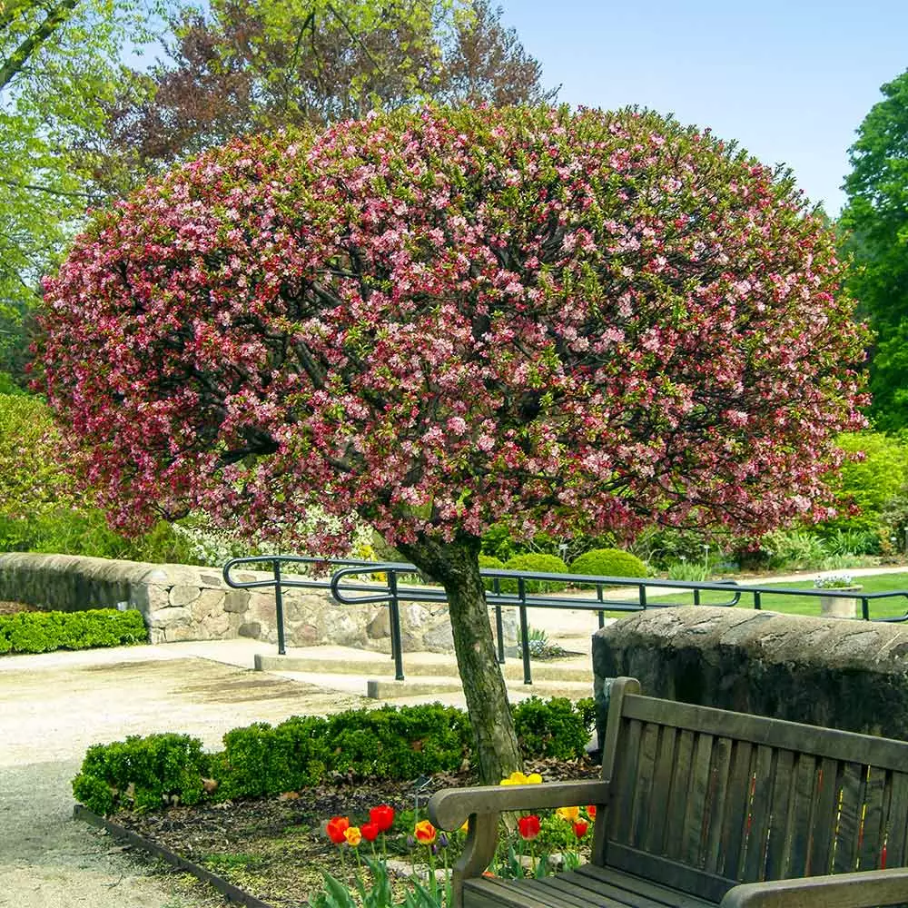 Fast Growing Trees Coralburst® Crabapple Crabapple Trees 4 Fast Growing Trees Coralburst® Crabapple Crabapple Trees