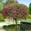 Fast Growing Trees Coralburst® Crabapple Crabapple Trees 2 Fast Growing Trees Coralburst® Crabapple Crabapple Trees
