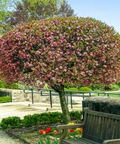 Fast Growing Trees Coralburst® Crabapple Crabapple Trees