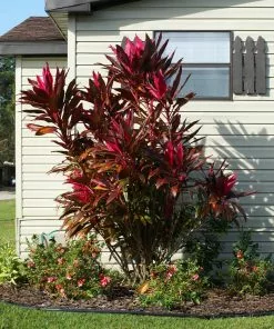 Fast Growing Trees Hawaiian Ti Plant 16 Fast Growing Trees Hawaiian Ti Plant