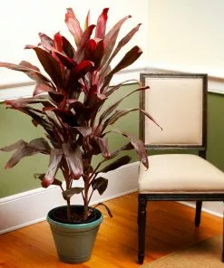 Fast Growing Trees Hawaiian Ti Plant