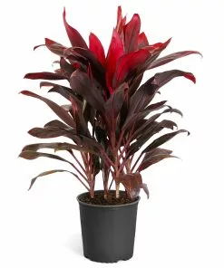 Fast Growing Trees Hawaiian Ti Plant 21 Fast Growing Trees Hawaiian Ti Plant