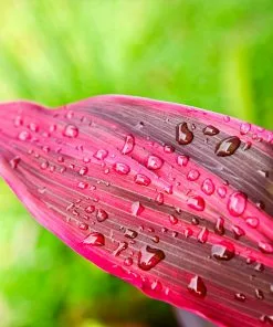 Fast Growing Trees Hawaiian Ti Plant 17 Fast Growing Trees Hawaiian Ti Plant