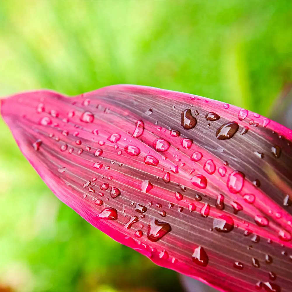 Fast Growing Trees Hawaiian Ti Plant 6 Fast Growing Trees Hawaiian Ti Plant