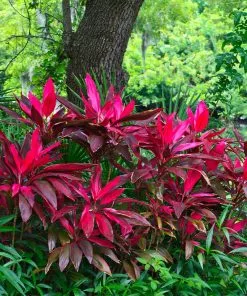 Fast Growing Trees Hawaiian Ti Plant 19 Fast Growing Trees Hawaiian Ti Plant