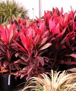 Fast Growing Trees Hawaiian Ti Plant 20 Fast Growing Trees Hawaiian Ti Plant