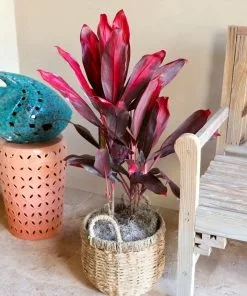 Fast Growing Trees Hawaiian Ti Plant 18 Fast Growing Trees Hawaiian Ti Plant