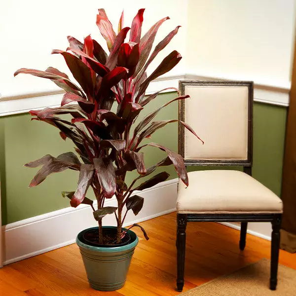 Fast Growing Trees Hawaiian Ti Plant 3 Fast Growing Trees Hawaiian Ti Plant