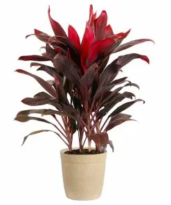 Fast Growing Trees Hawaiian Ti Plant 22 Fast Growing Trees Hawaiian Ti Plant