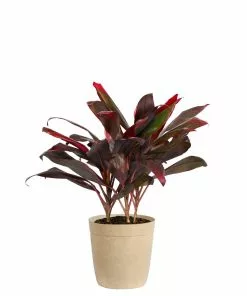 Fast Growing Trees Hawaiian Ti Plant 25 Fast Growing Trees Hawaiian Ti Plant