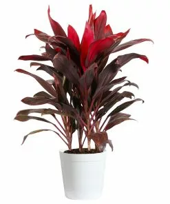 Fast Growing Trees Hawaiian Ti Plant 23 Fast Growing Trees Hawaiian Ti Plant