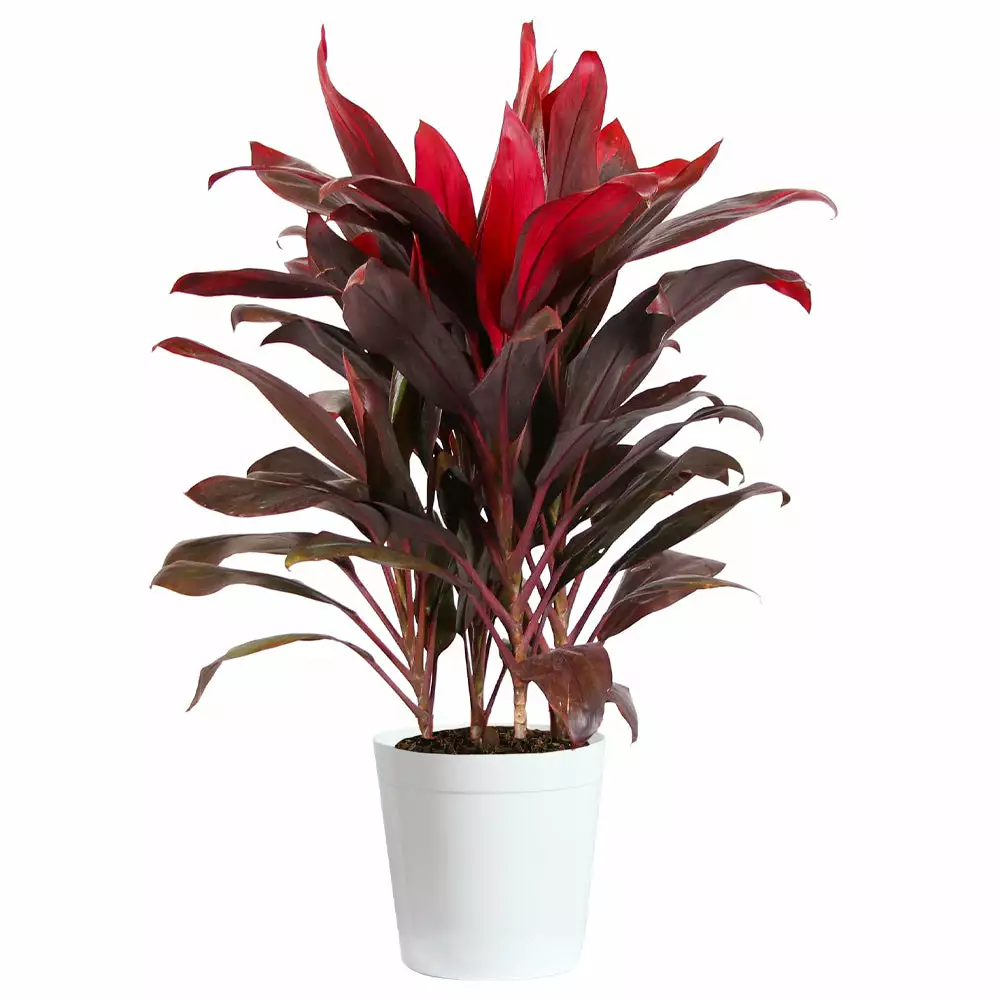 Fast Growing Trees Hawaiian Ti Plant 12 Fast Growing Trees Hawaiian Ti Plant