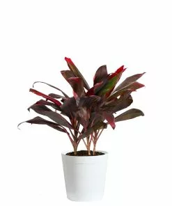 Fast Growing Trees Hawaiian Ti Plant 24 Fast Growing Trees Hawaiian Ti Plant