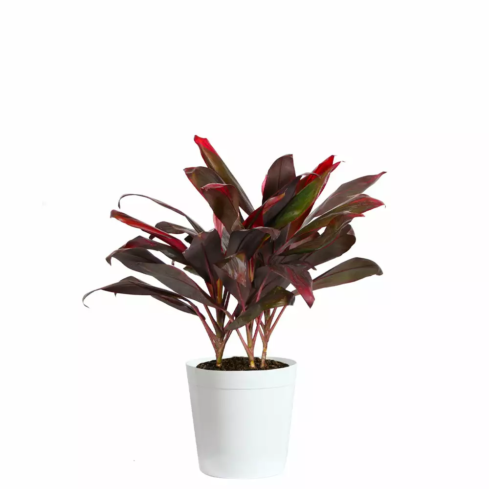 Fast Growing Trees Hawaiian Ti Plant 13 Fast Growing Trees Hawaiian Ti Plant