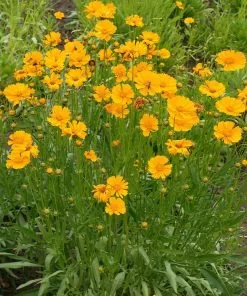 Fast Growing Trees Nana Coreopsis (Tickseed) Plant 9 Fast Growing Trees Nana Coreopsis (Tickseed) Plant