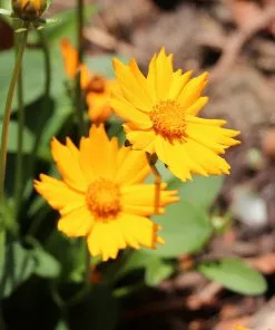 Fast Growing Trees Nana Coreopsis (Tickseed) Plant 8 Fast Growing Trees Nana Coreopsis (Tickseed) Plant