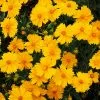 Fast Growing Trees Nana Coreopsis (Tickseed) Plant 2 Fast Growing Trees Nana Coreopsis (Tickseed) Plant