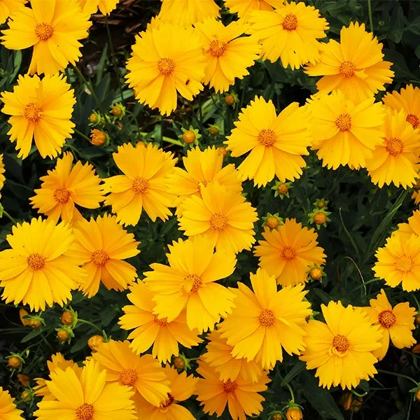Fast Growing Trees Nana Coreopsis (Tickseed) Plant 3 Fast Growing Trees Nana Coreopsis (Tickseed) Plant