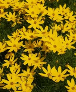 Fast Growing Trees See All Shrubs & Hedges Threadleaf Coreopsis Plant 9 Fast Growing Trees See All Shrubs & Hedges Threadleaf Coreopsis Plant