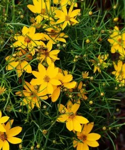 Fast Growing Trees See All Shrubs & Hedges Threadleaf Coreopsis Plant 8 Fast Growing Trees See All Shrubs & Hedges Threadleaf Coreopsis Plant